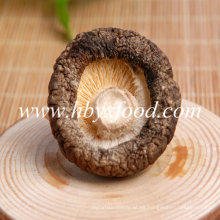 Plantación de Otoño Seco Shiitake Smooth Seta en diferentes tamaños de buena calidad